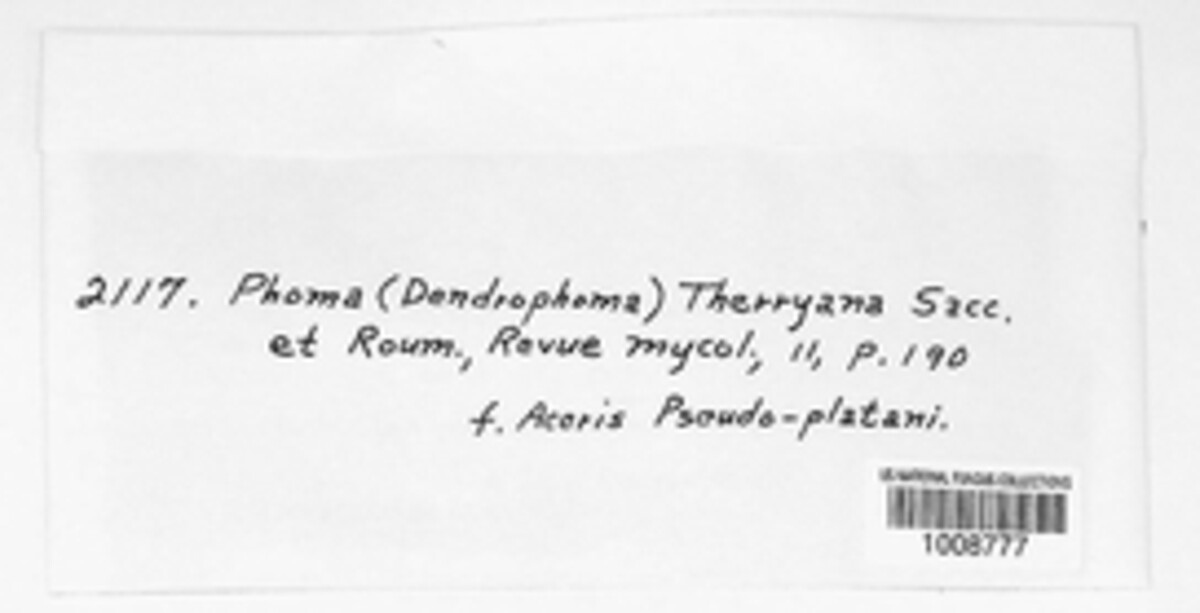 Dendrophoma therryana image